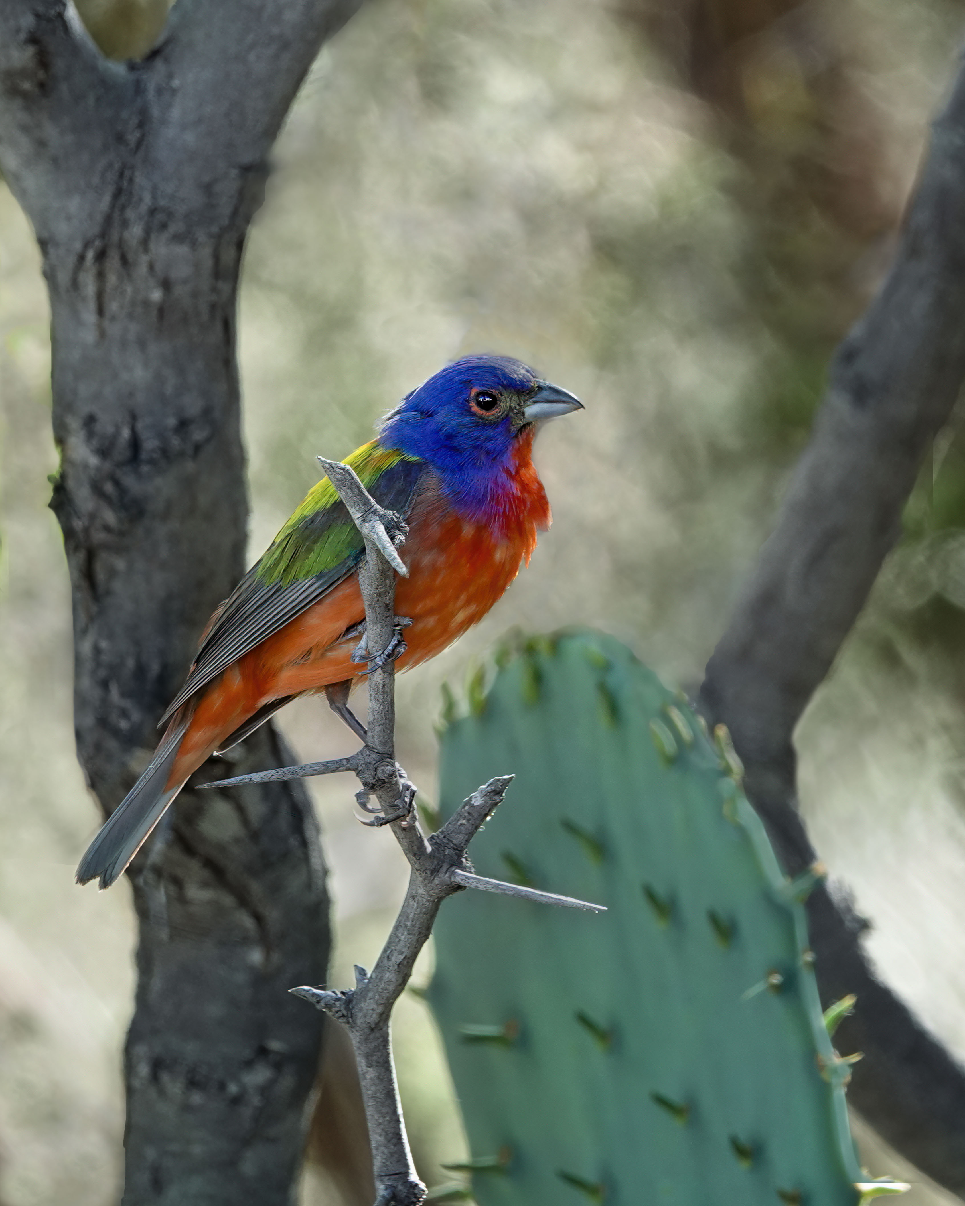 Painted Bunting in Cactus by Rita Johnston