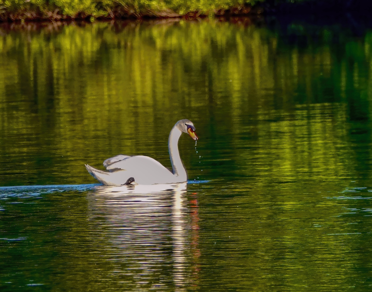 Gliding Mute Swan by Rita Johnston
