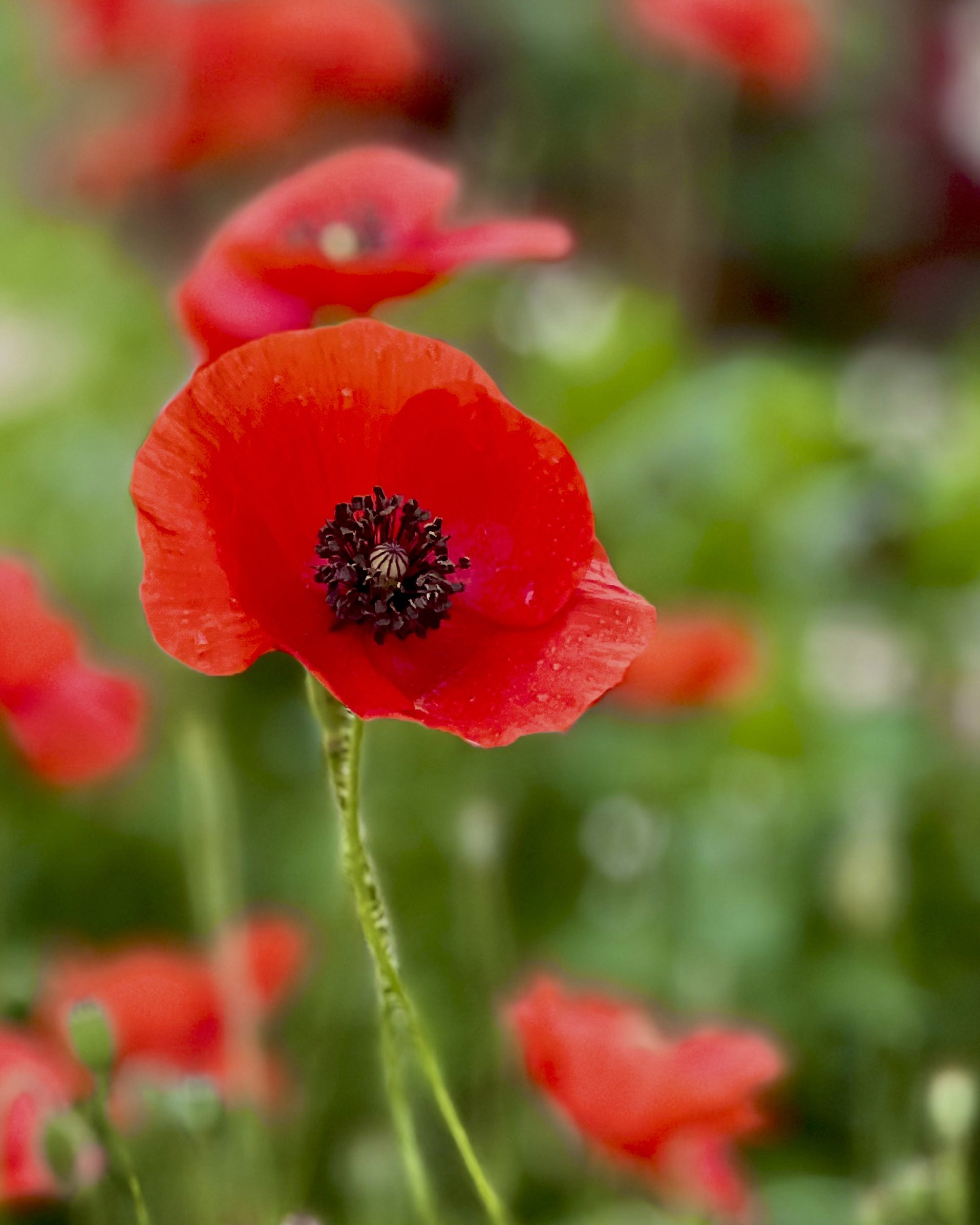 November 2025 - Rita Johnston