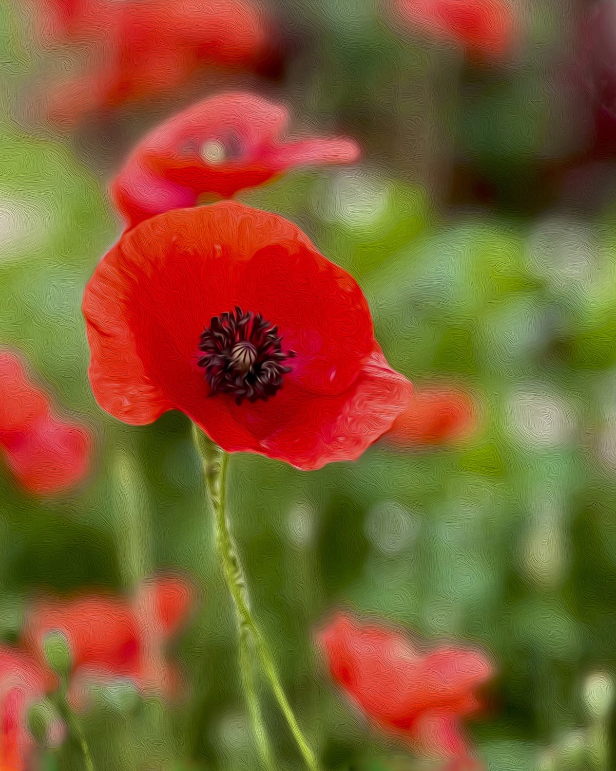 Red Poppy by Rita Johnston