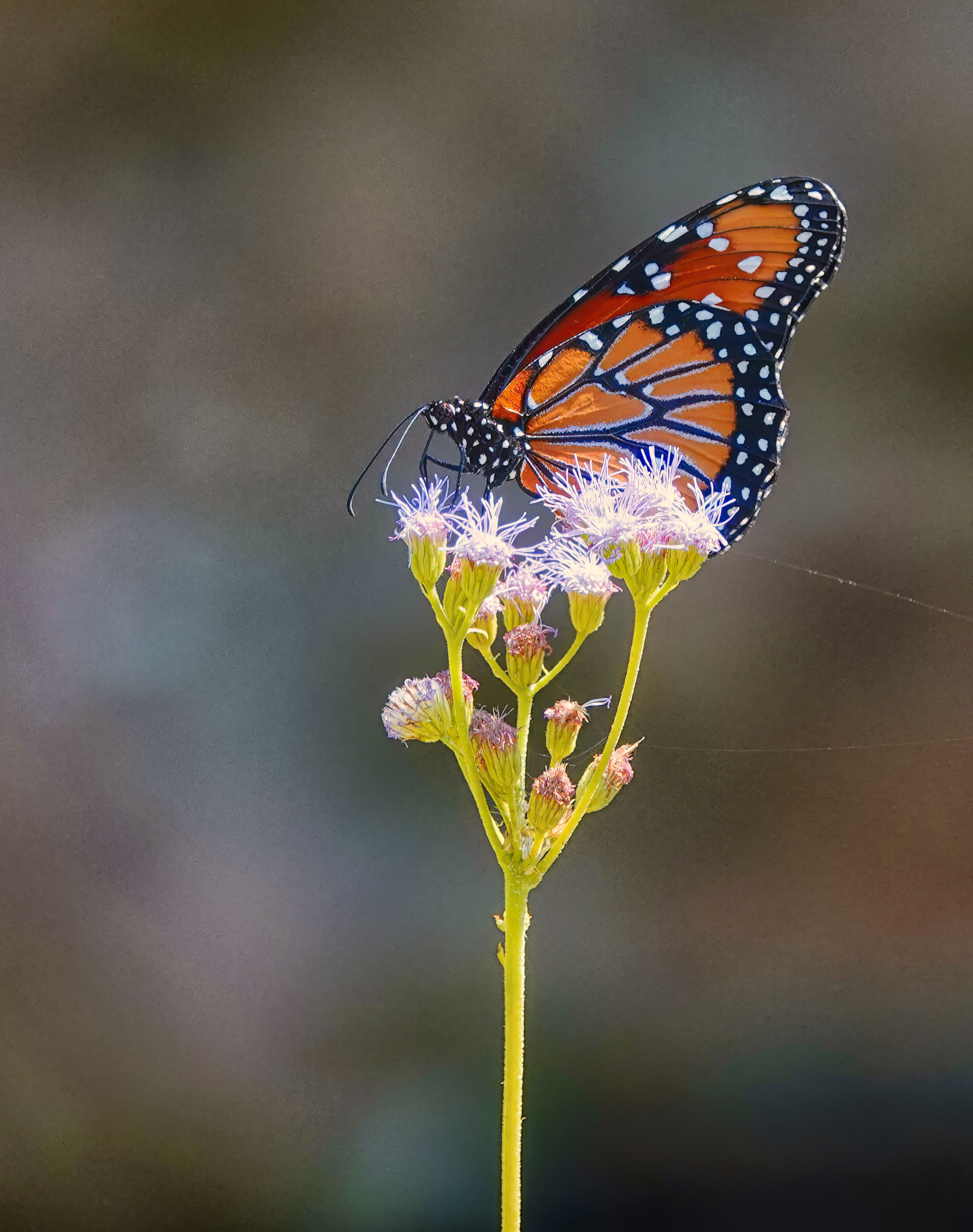 Monarch at Work by Rita Johnston