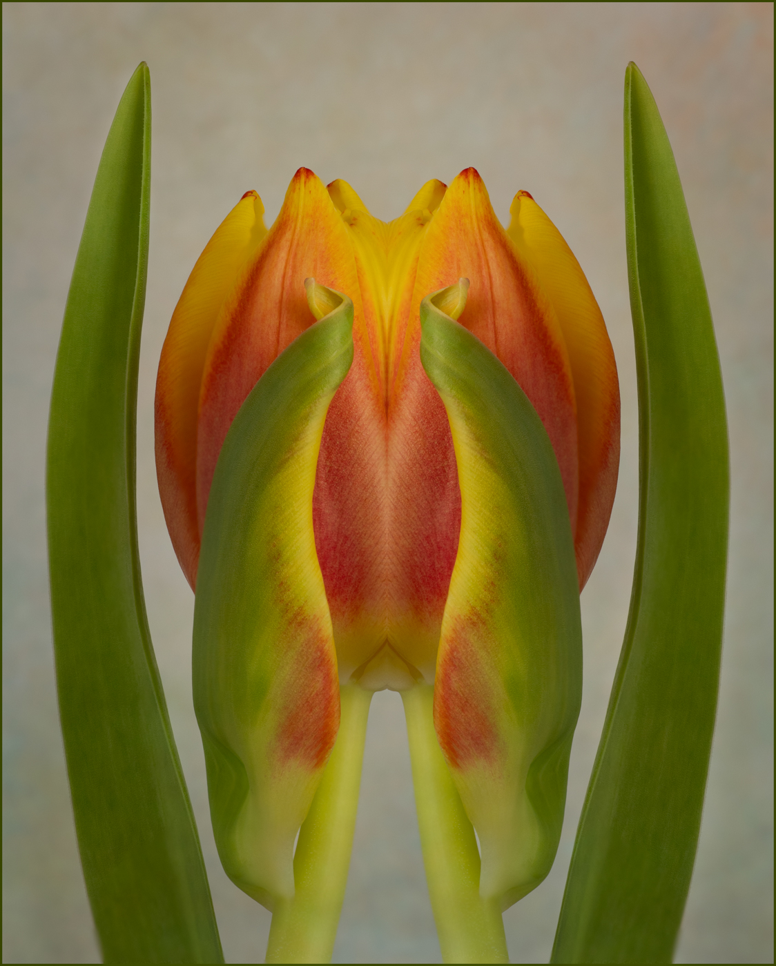 Tulip Symmetry