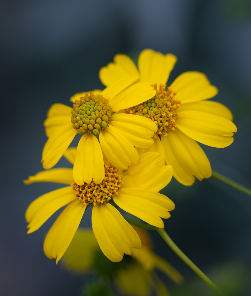 Pushing Through by Denise McKay