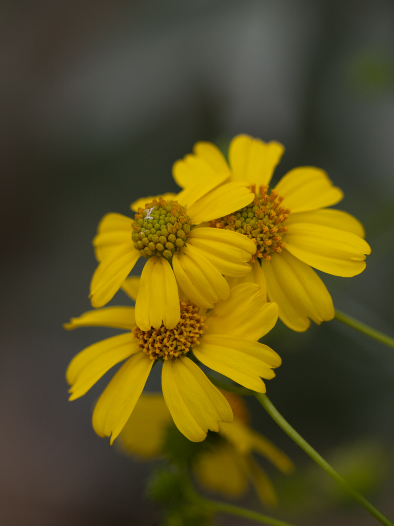 April 2026 - Denise McKay