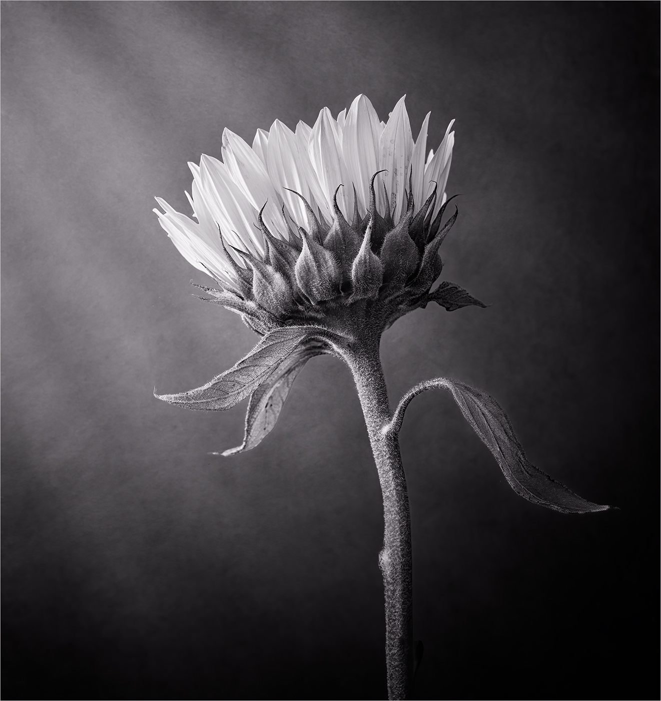 Reaching for the Light by Carol Watson
