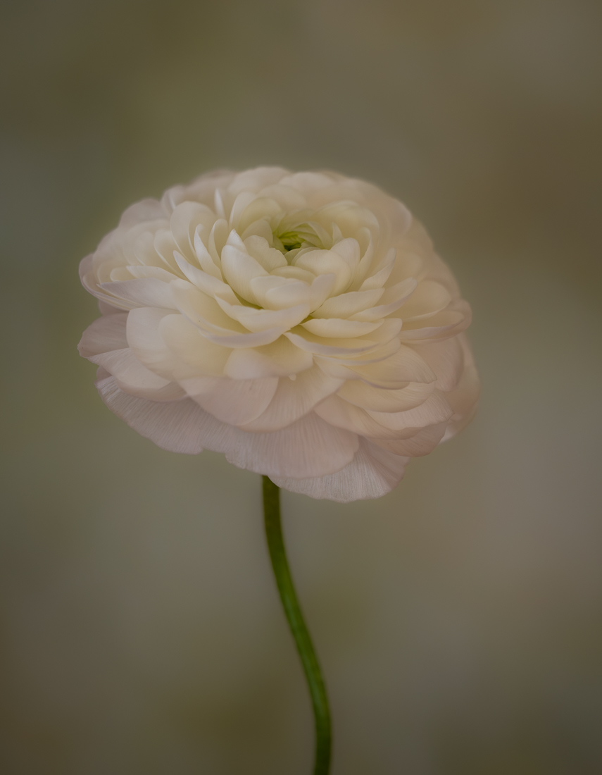 Soft Elegance by Denise McKay
