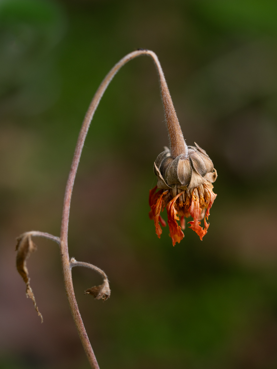 November 2025 - Denise McKay