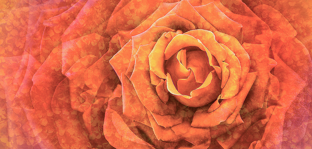 Textured Super Rose by Witta Priester