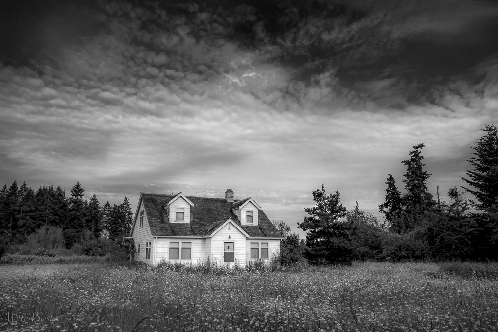 Past its Prime by Witta Priester
