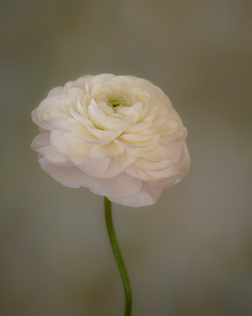 Comment Image