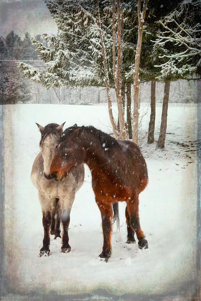 Winter Horses by Connie Reinhart