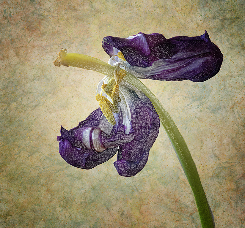 Faded Beauty by Connie Reinhart