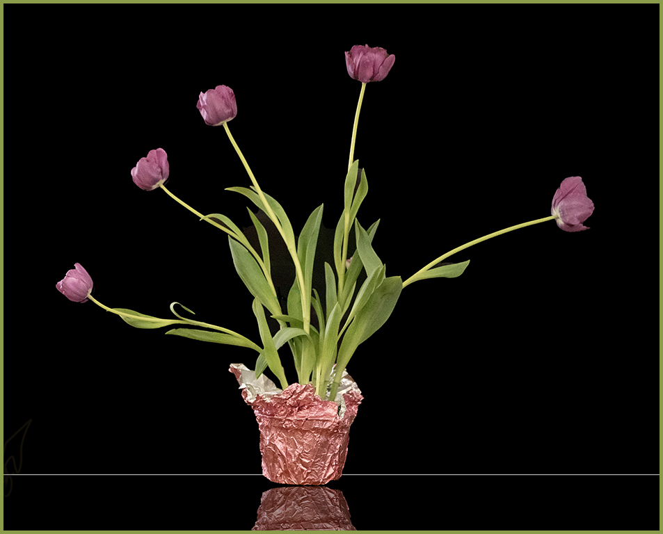 Tulips