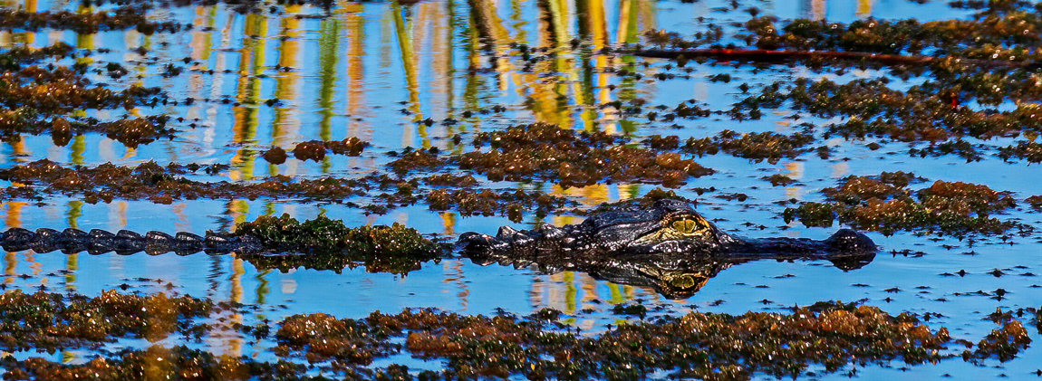 Lurking by Brenda Fishbaugh, QPSA