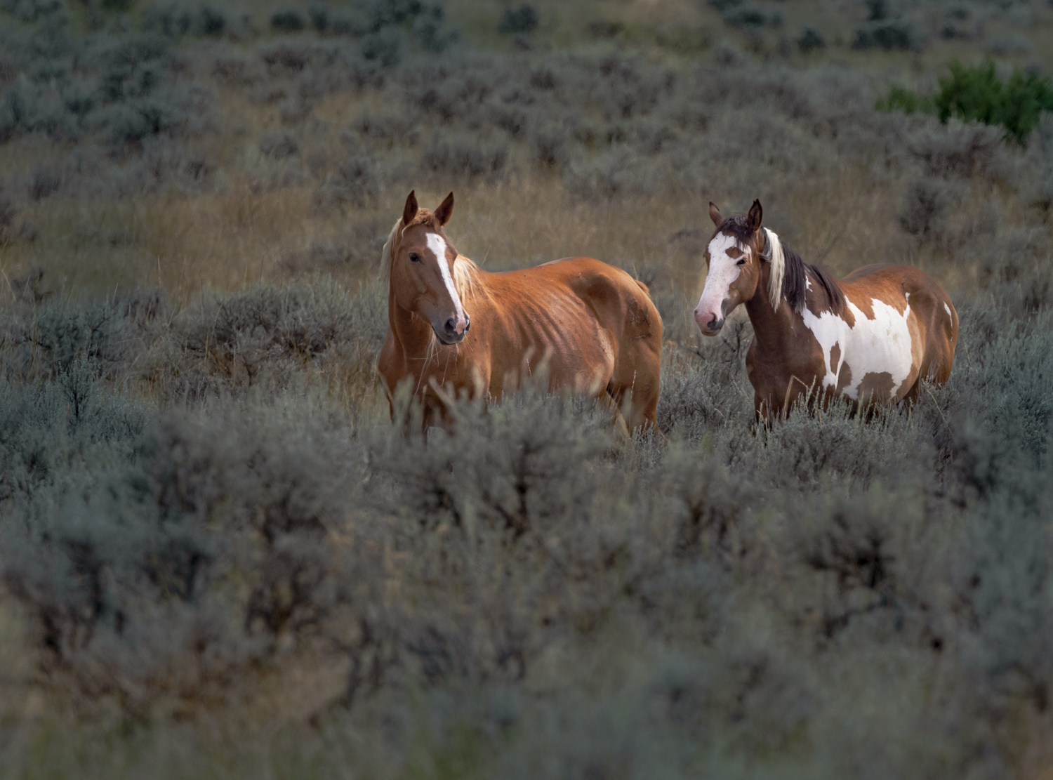 Wild Horses at Little Big Horn by Brenda Fishbaugh, QPSA