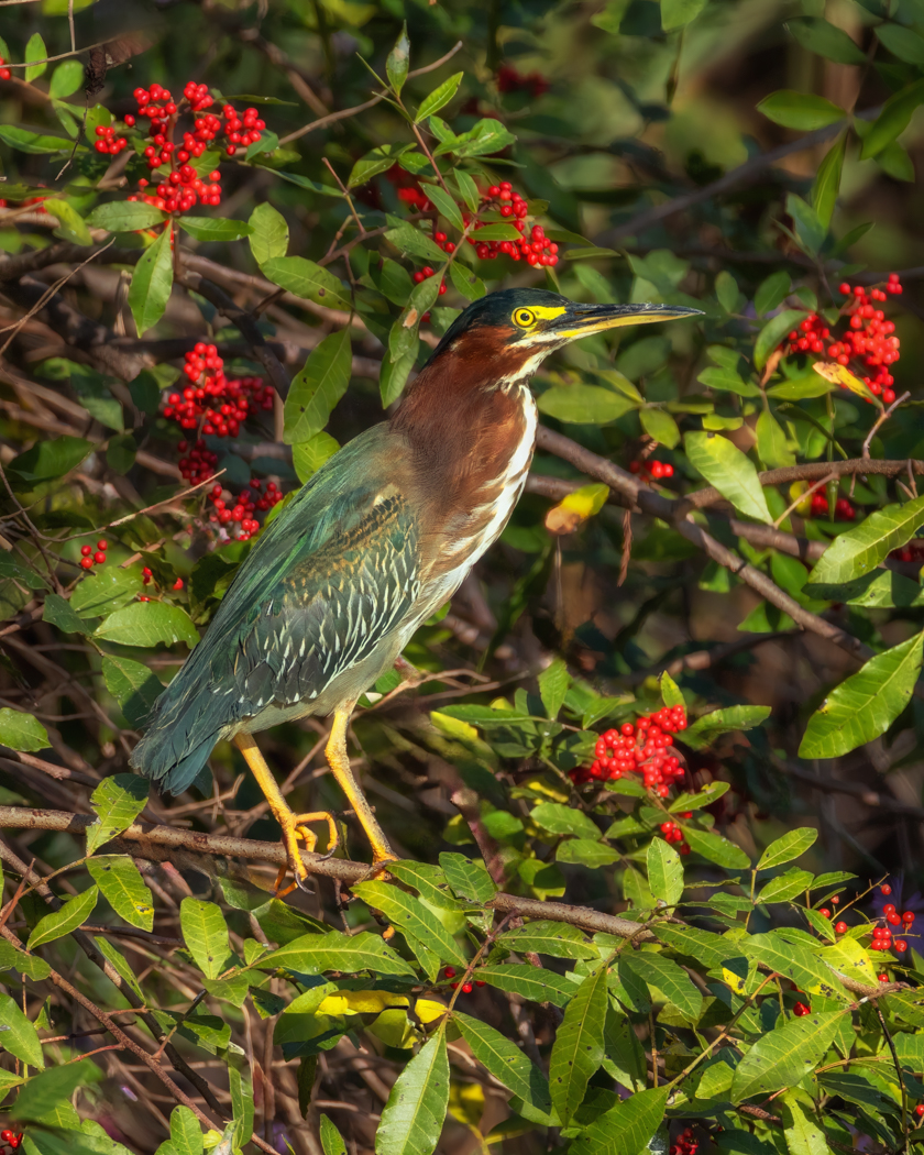 Christmas Green Heron