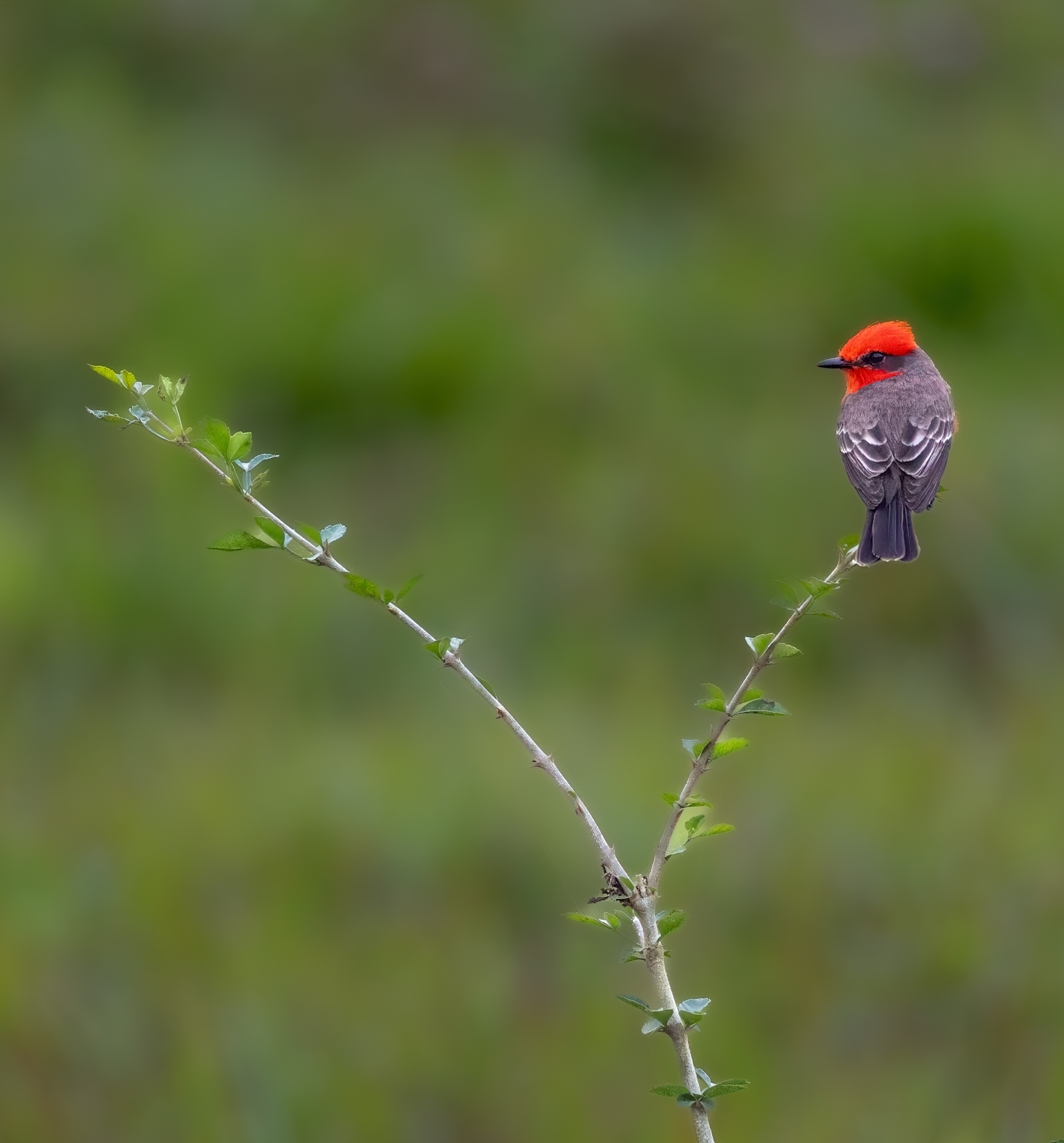 Sitting Pretty by Brenda Fishbaugh