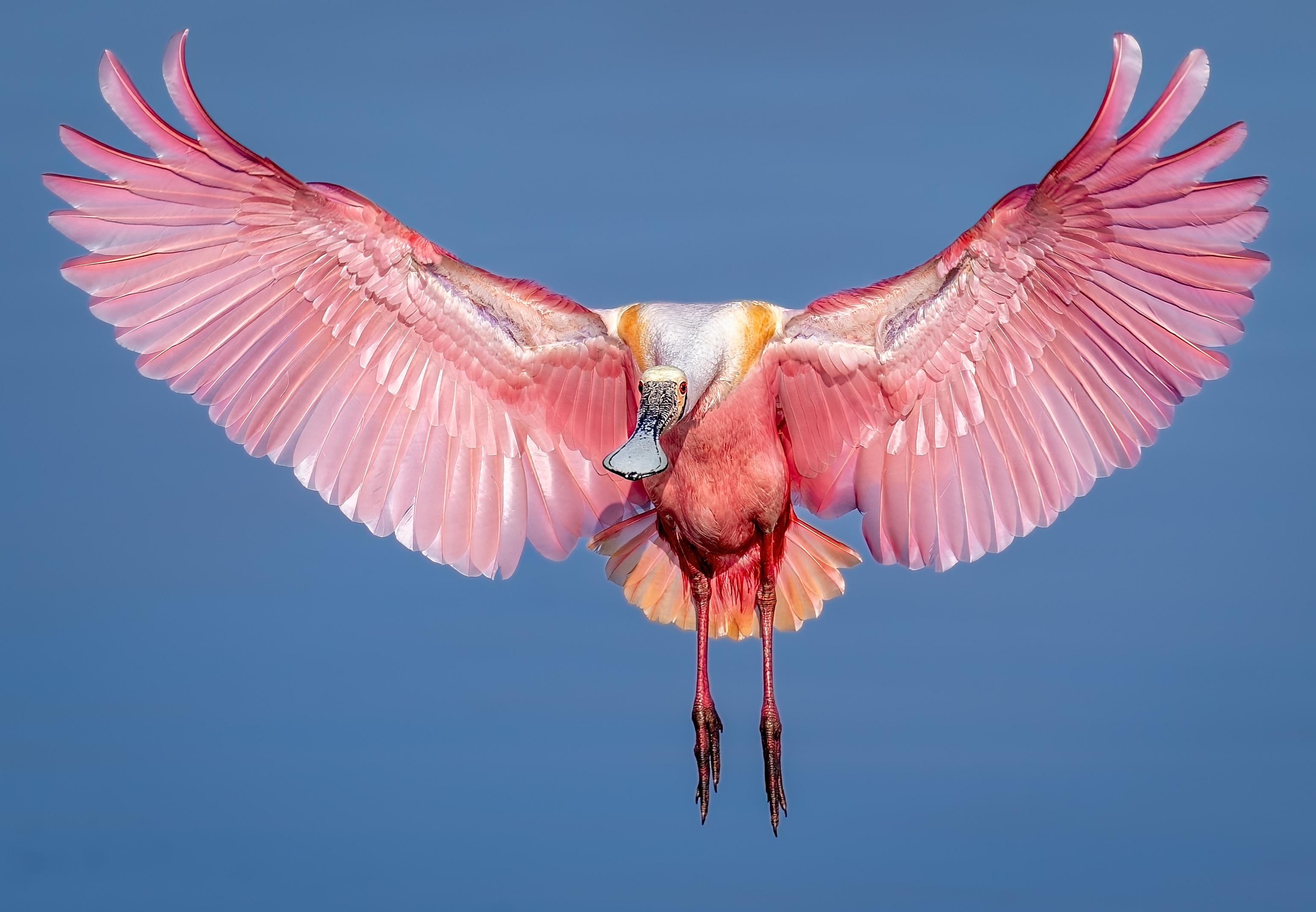 Spoonbill Spread by Brenda Fishbaugh