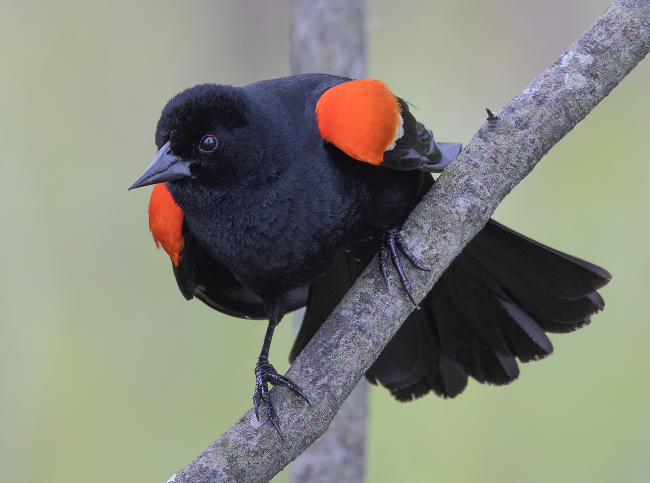 Red-winged Blackbird by Mitch Ross