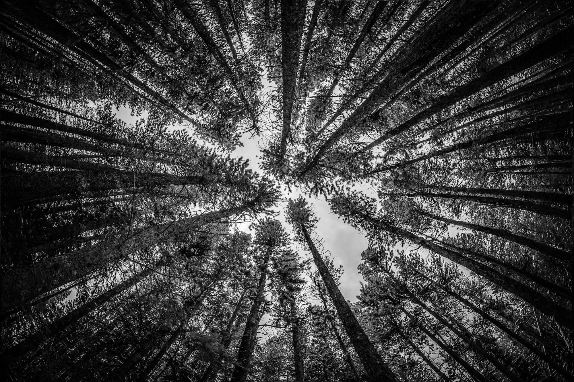 Lodge Pole Pines by Ed Ogle