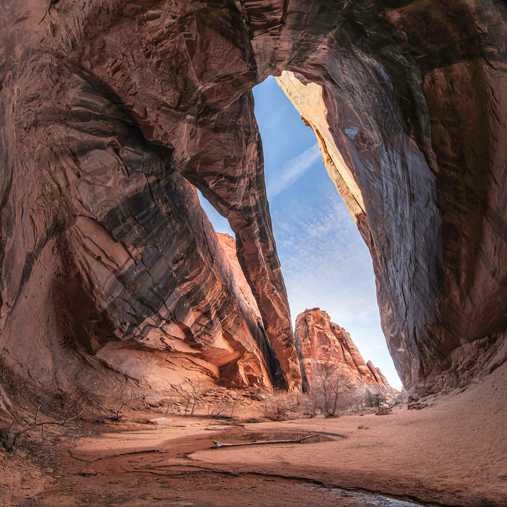 Morning Glory Arch