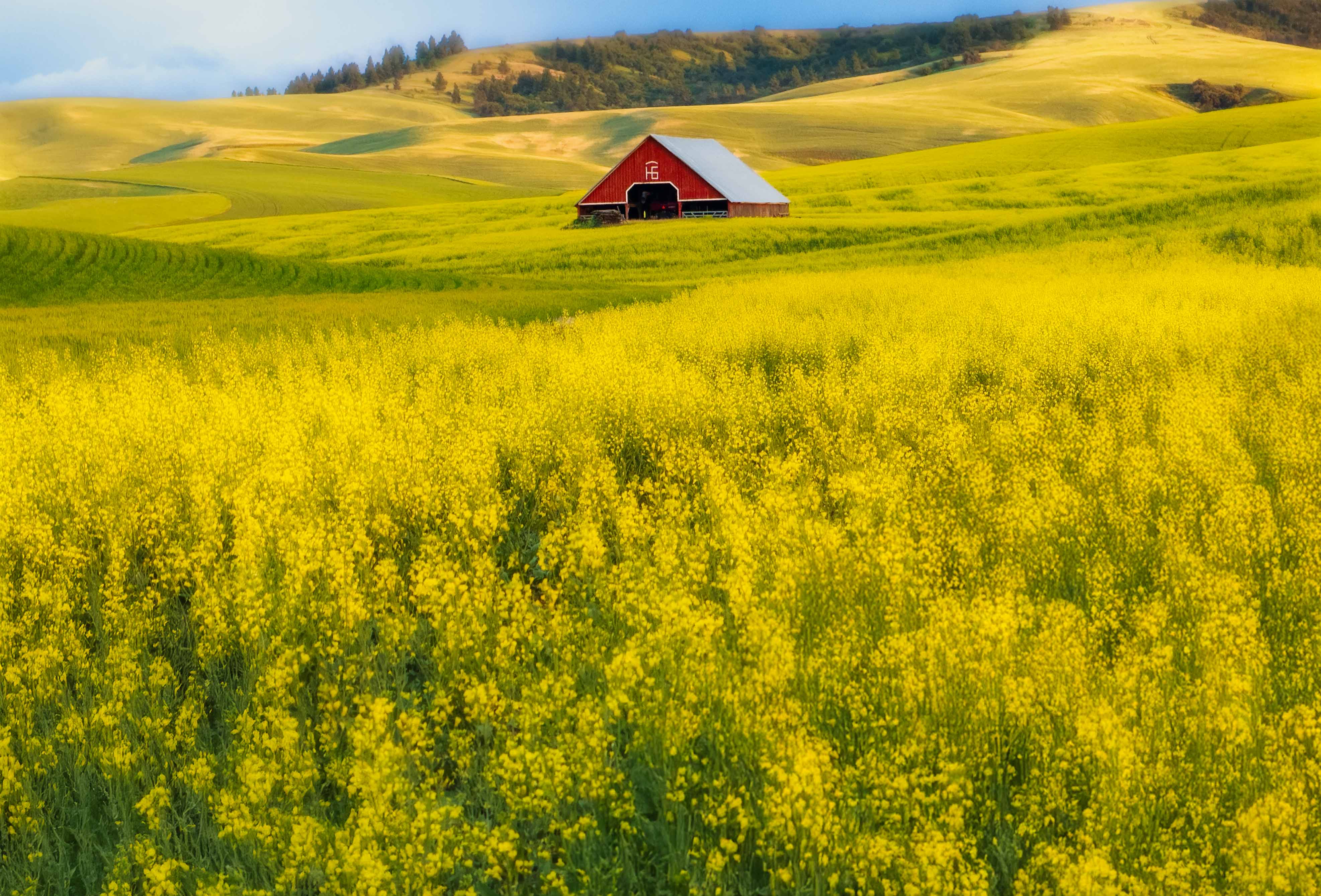 Little Barn in the Palouse by Brenda Fishbaugh