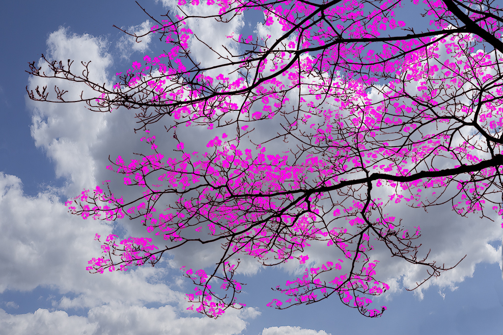 Flowering Dogwood by Jim Hagan, MPSA