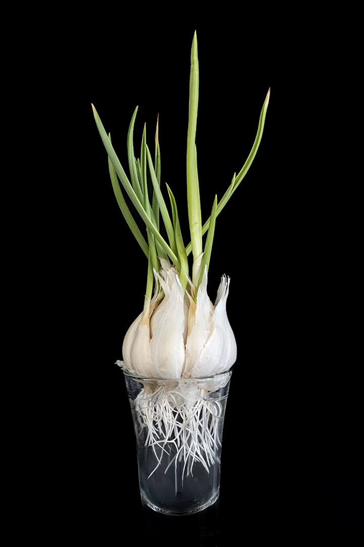 Roots by Kathryn Bundy