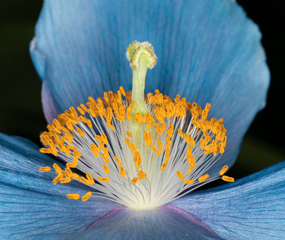 Blueflower by Mitch Ross
