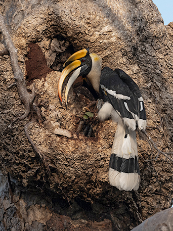 Great Hornbill by Pei-Fan Mu