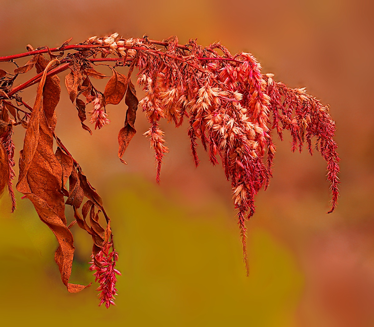 No title given by Robert Schleif