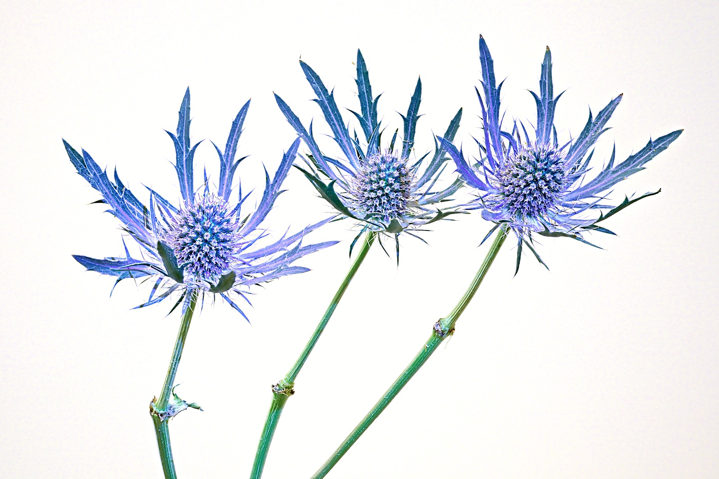 Blue Thistle  by Robert Schleif