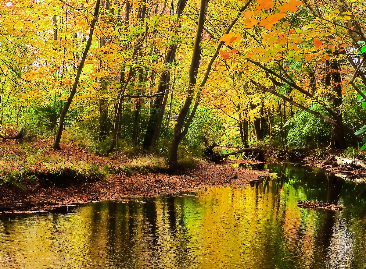 Autumn at Mill River by Robert Schleif