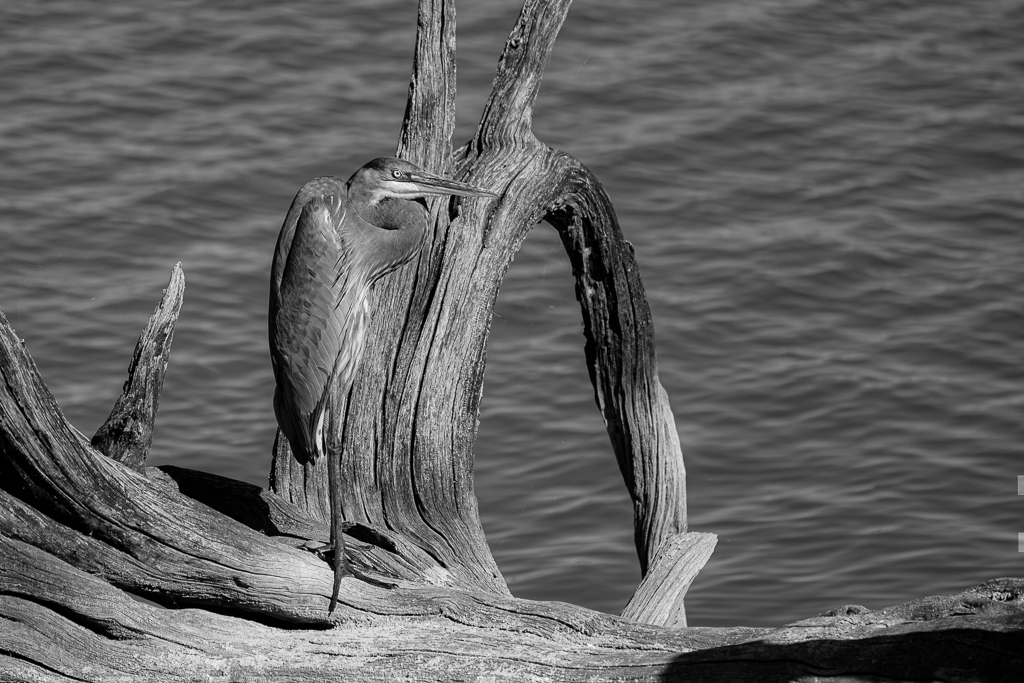 Camouflaged - Blue Heron on a Dead Tree by Sunil Mehta