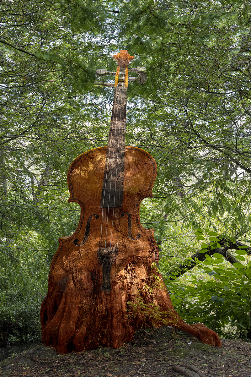 Violin Roots  by Terry Walters, PPSA