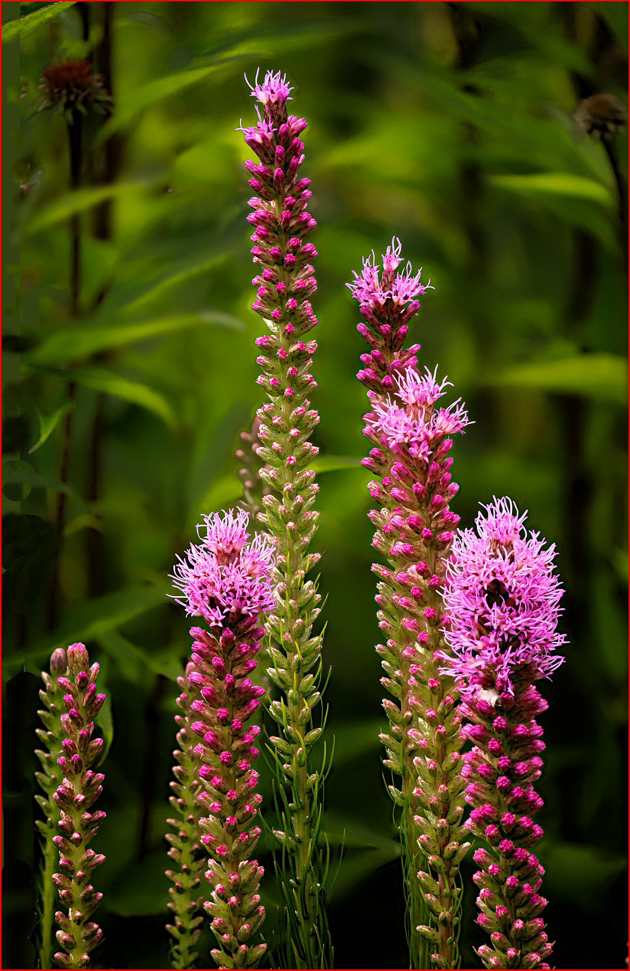 Comment Image