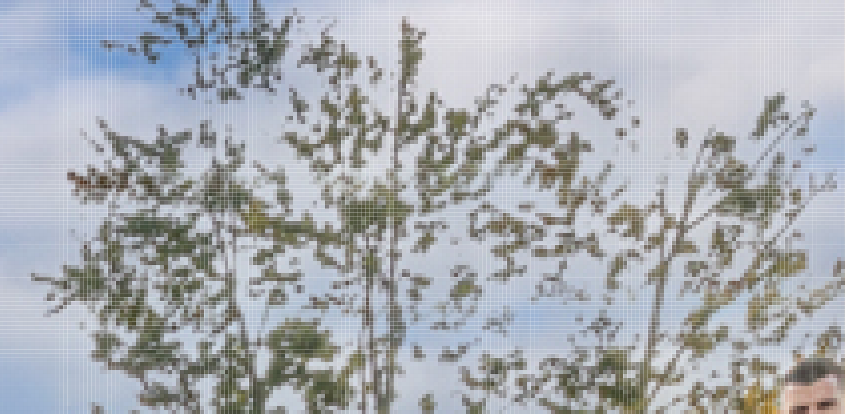 Comment Image