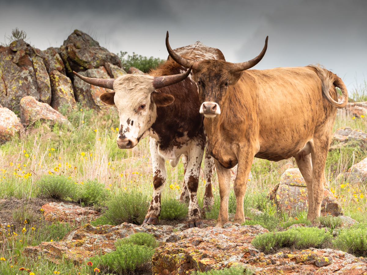 Four horns by Jason Kravitz