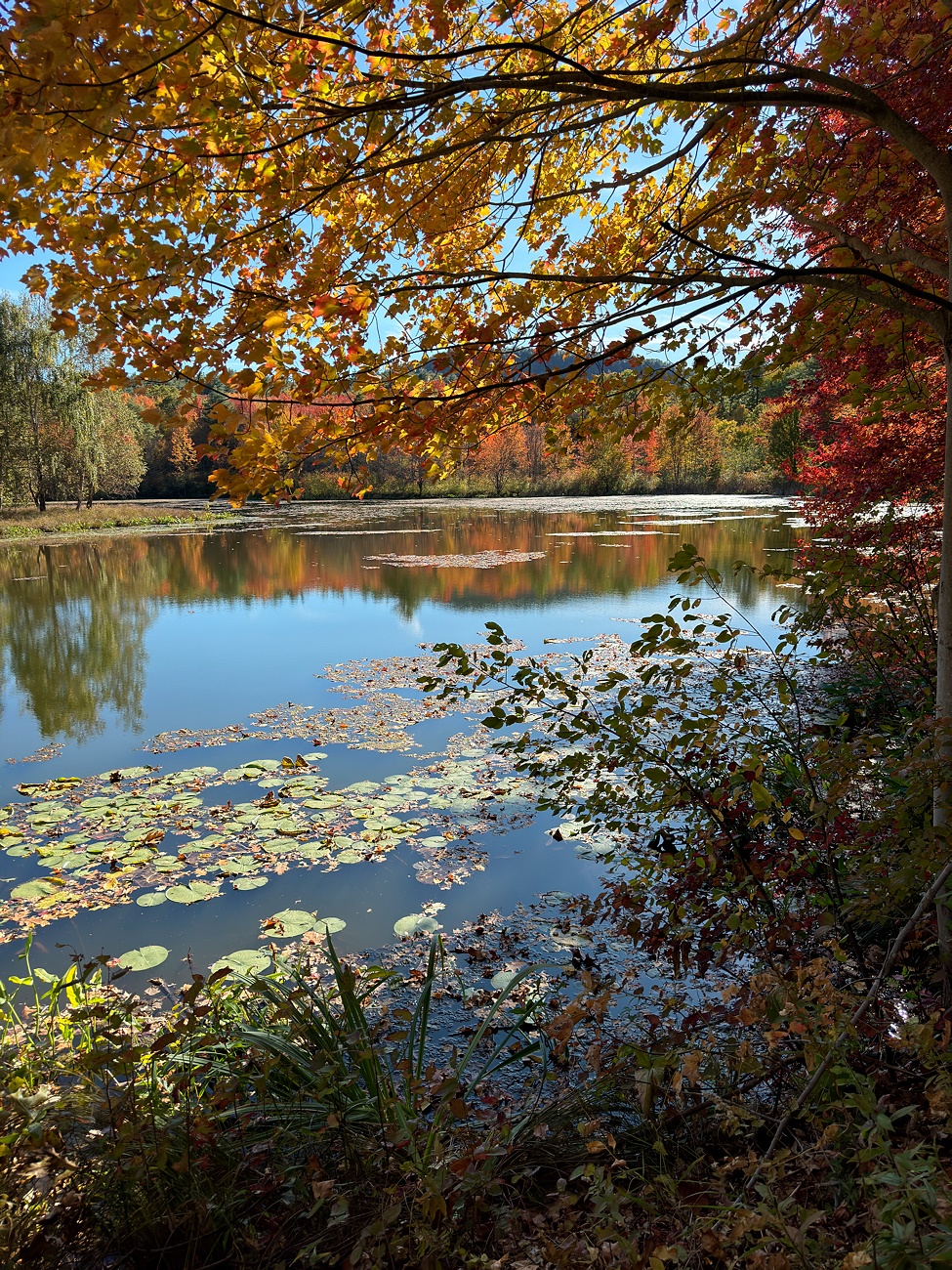 New England Autumn by Robert Schleif