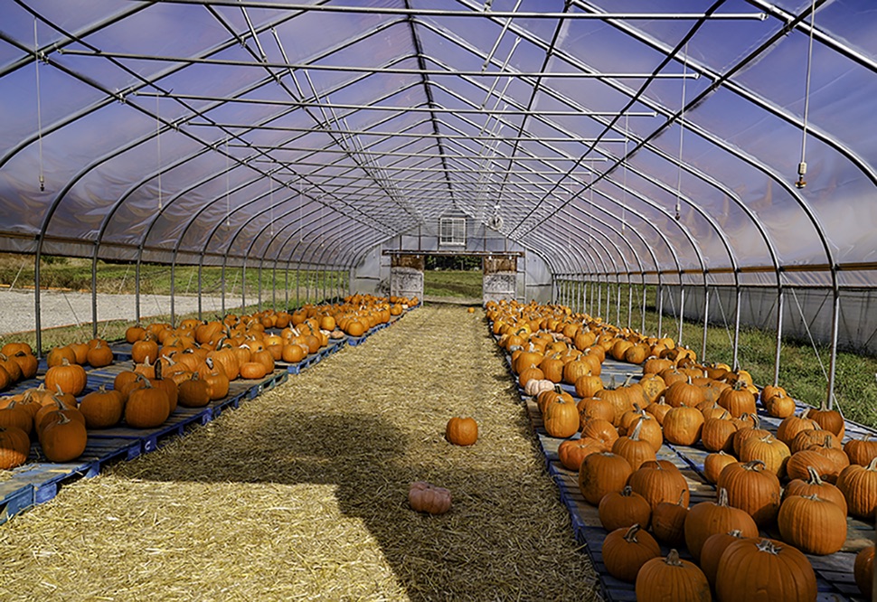 The Pumpkin Patch by Mariann Moberg