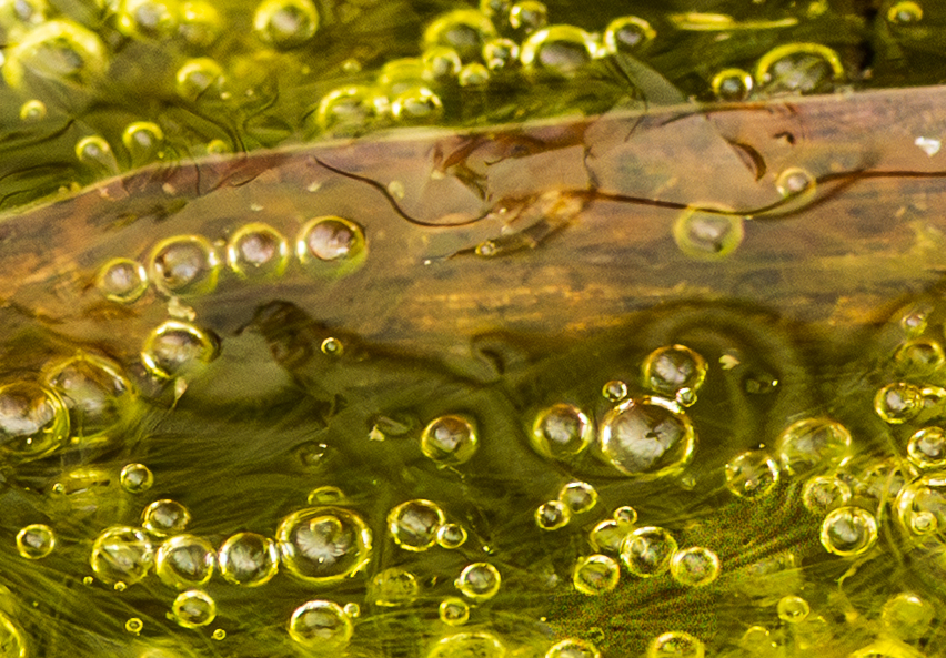 Becoming by Judith Lesnaw