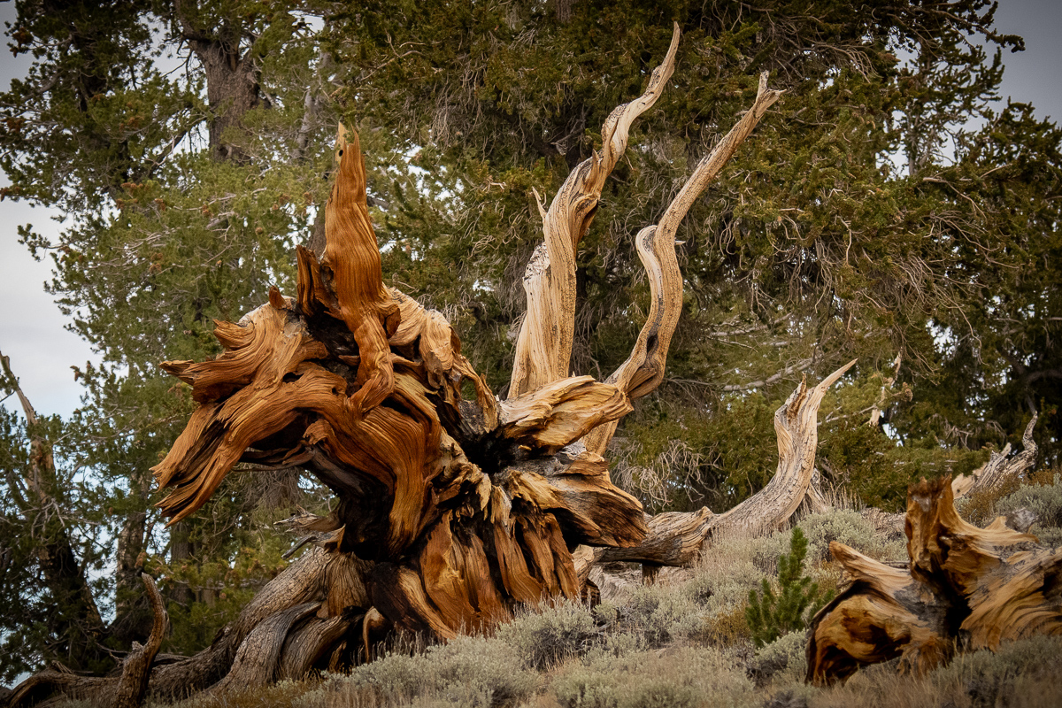 Bristlecone Dragon