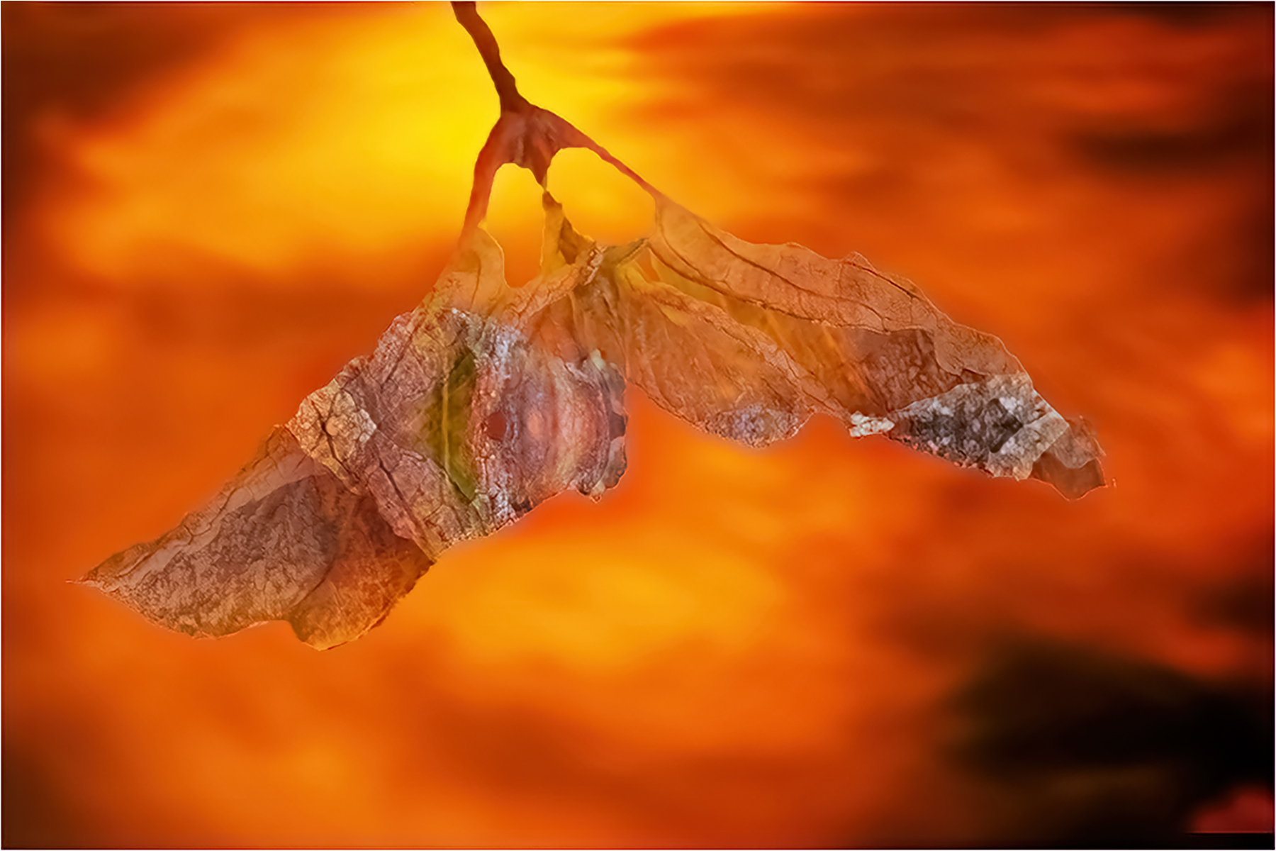 End of Leaf by Peter Newman
