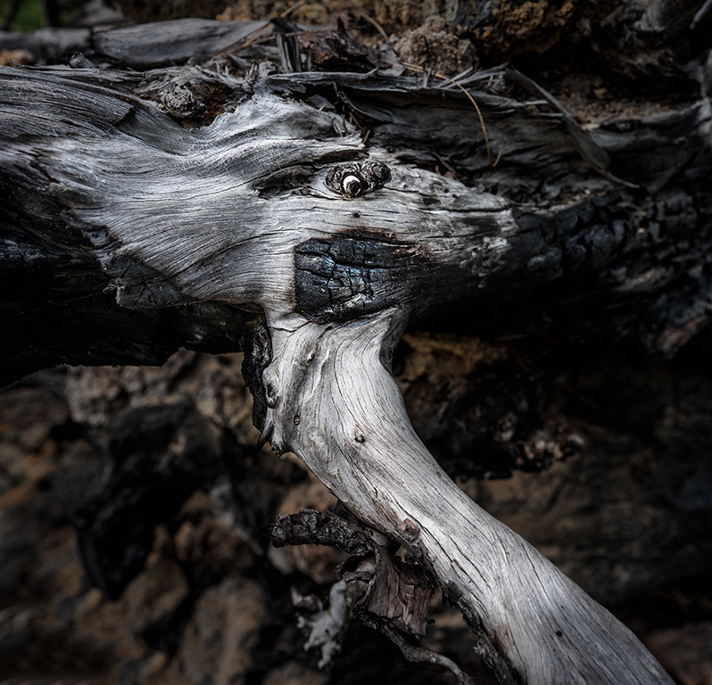 Forest Fire Remains by Karl Leck