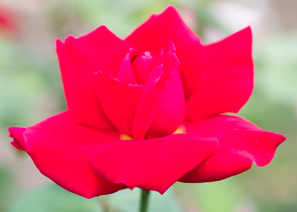 Garden Rose by Sandra Irwin