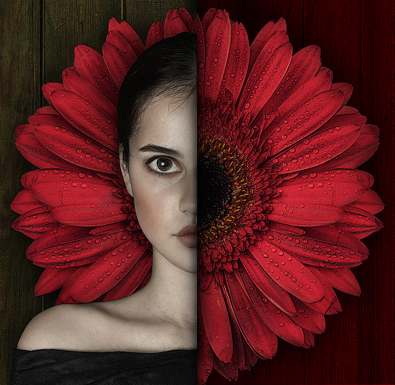 Gerbera by Ekaterina Pozdniakova
