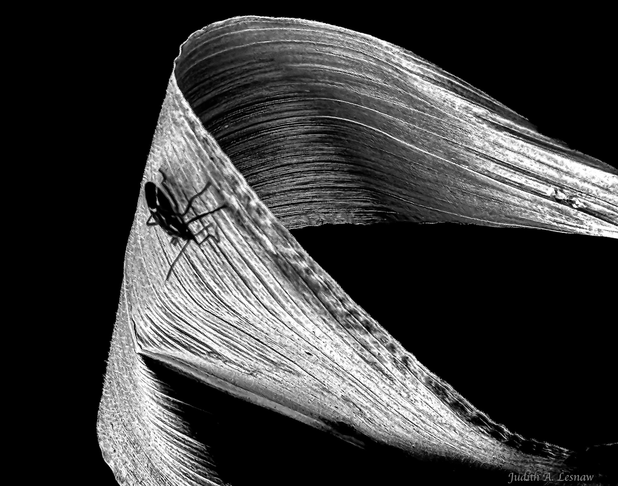 Corn Leaf with Bug by Judith Lesnaw