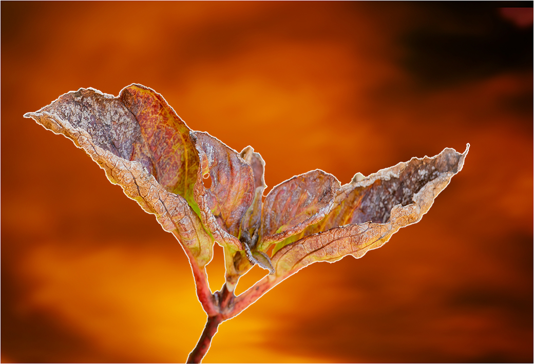 Autumn Leaf by Peter Newman