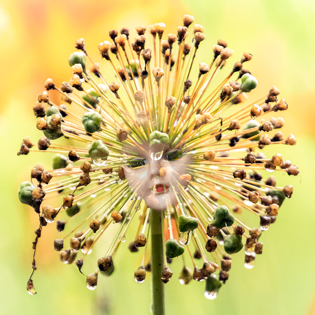 Princess Allium    by Judith Lesnaw