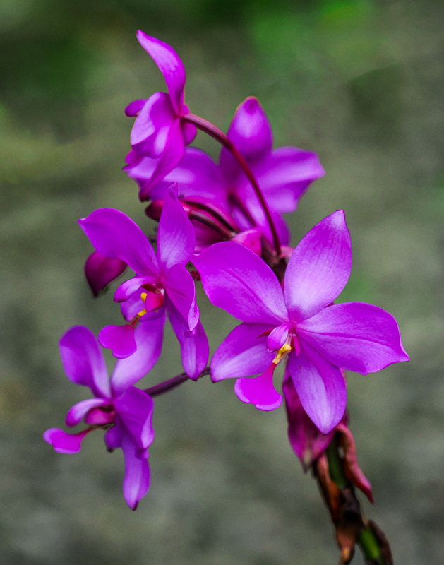 Purple Orchid by Lauren Heerschap